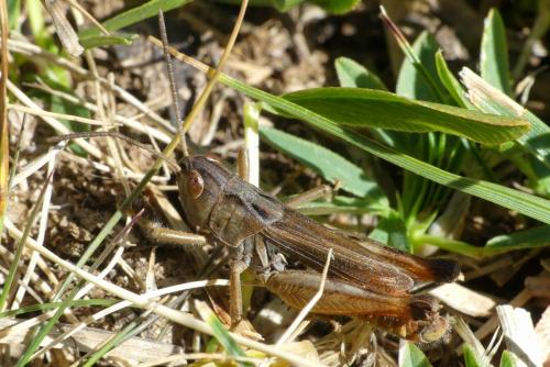 Réf. 290 291 : Omocestus antigai antigai